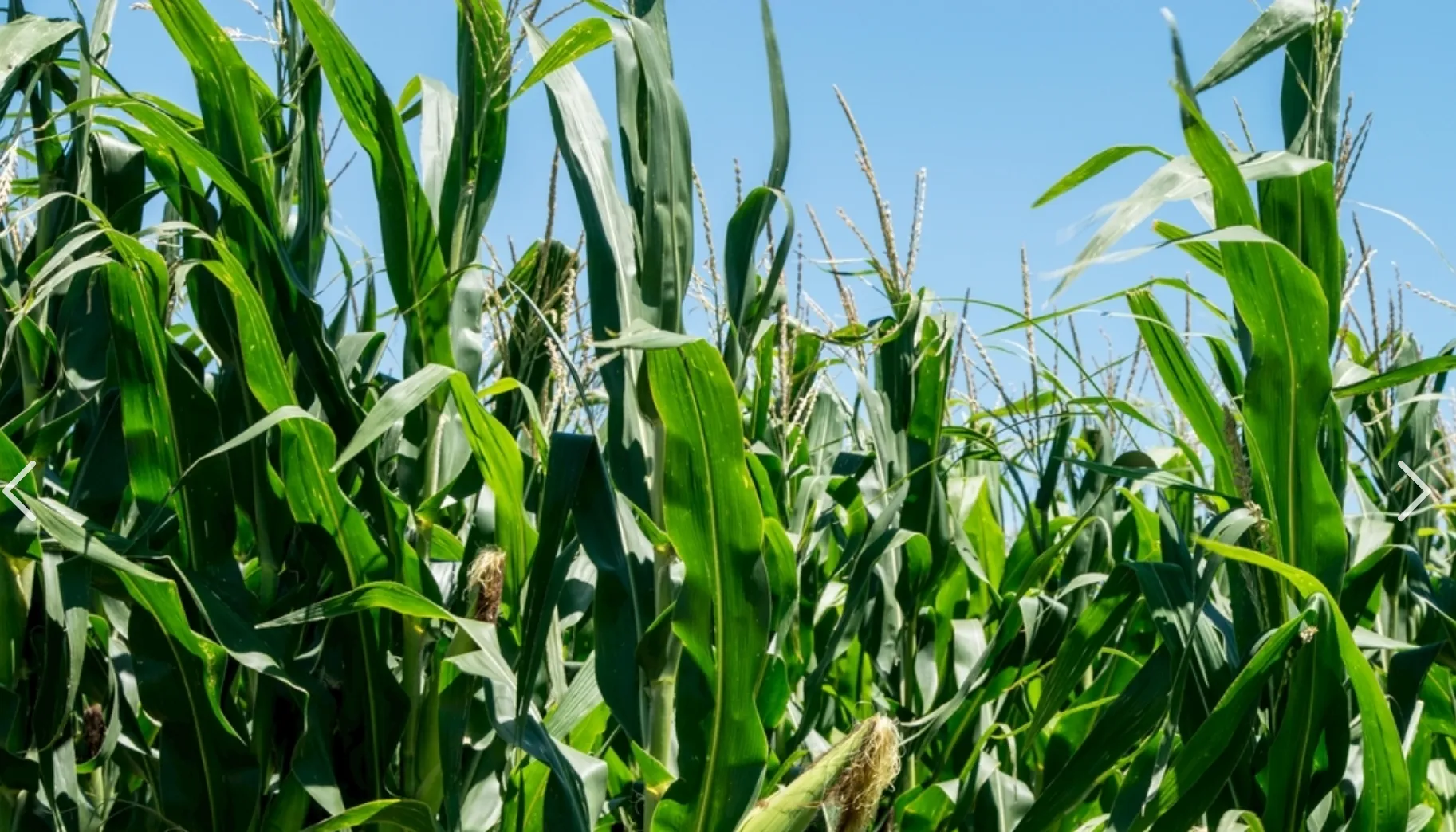 farm-balers-9YG-1.25A Round baler-for-show2